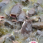 Memancing Lele dengan Teknik Chumming: Apa dan Bagaimana?