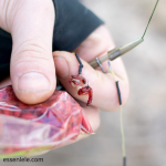 Teknik Memancing Lele dengan Umpan Hidup: Panduan Lengkap