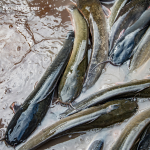 Cara Memancing Lele di Perairan dengan Arus Lambat