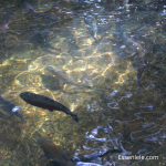 Strategi Memancing Lele di Kolam yang Berair Sejuk