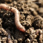 Racikan Umpan Cacing untuk Memancing Ikan Lele: Efektif dan Mudah Dibuat