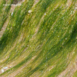 Cara Mancing Menggunakan Umpan Lumut: Panduan Lengkap untuk Pemula